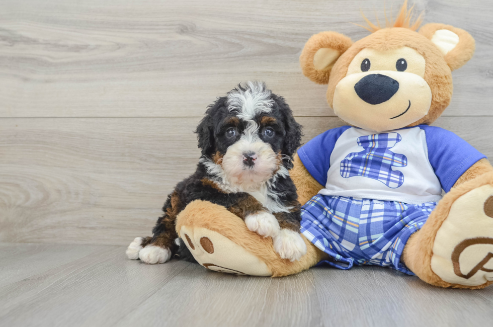 6 week old Mini Bernedoodle Puppy For Sale - Premier Pups