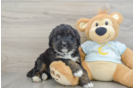 Funny Mini Bernedoodle Poodle Mix Pup