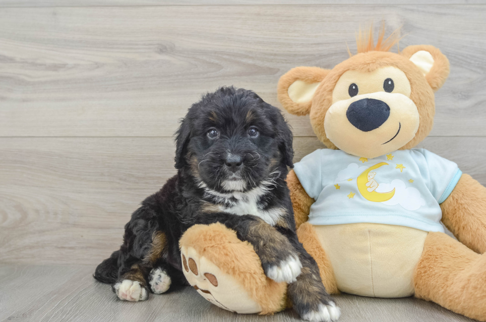 5 week old Mini Bernedoodle Puppy For Sale - Premier Pups
