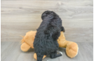 Adorable Mini Bernesedoodle Poodle Mix Puppy