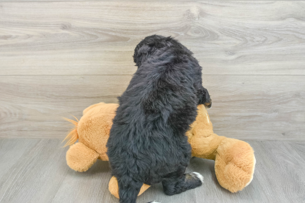 Adorable Mini Bernesedoodle Poodle Mix Puppy