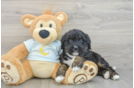 Popular Mini Bernedoodle Poodle Mix Pup