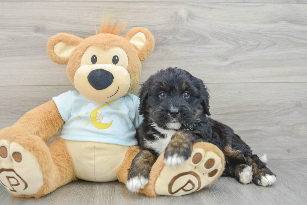 Popular Mini Bernedoodle Poodle Mix Pup