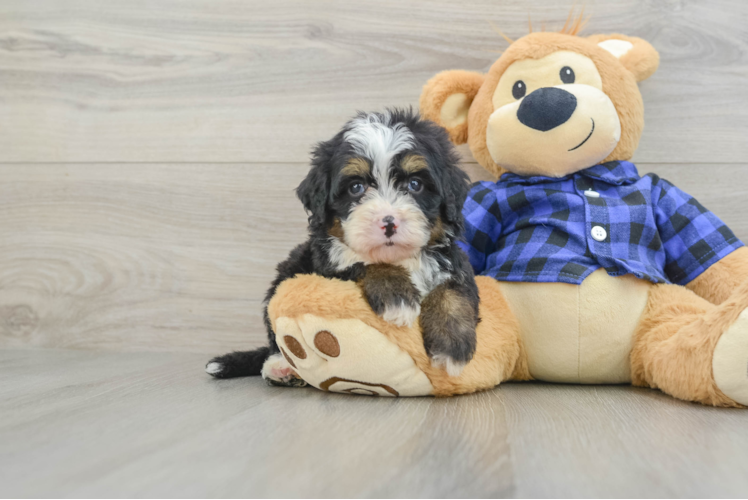 Friendly Mini Bernedoodle Baby