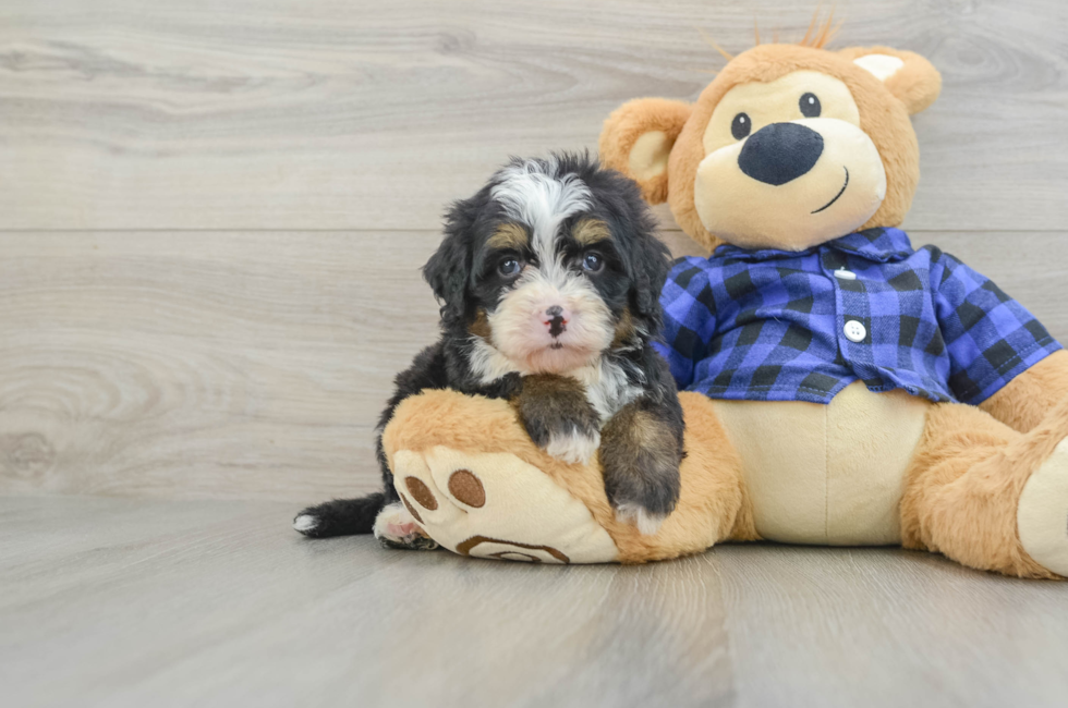 7 week old Mini Bernedoodle Puppy For Sale - Premier Pups