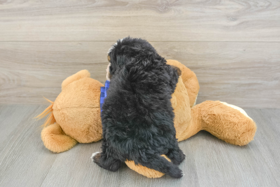 Mini Bernedoodle Pup Being Cute