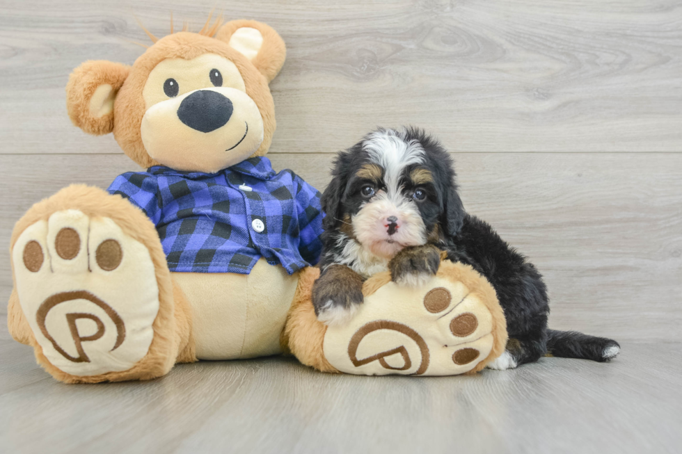 Best Mini Bernedoodle Baby
