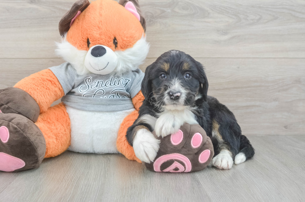 5 week old Mini Bernedoodle Puppy For Sale - Premier Pups