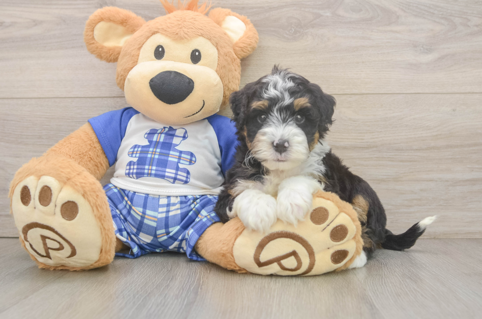 6 week old Mini Bernedoodle Puppy For Sale - Premier Pups