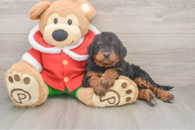 Mini Bernedoodle Pup Being Cute
