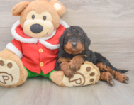 6 week old Mini Bernedoodle Puppy For Sale - Premier Pups