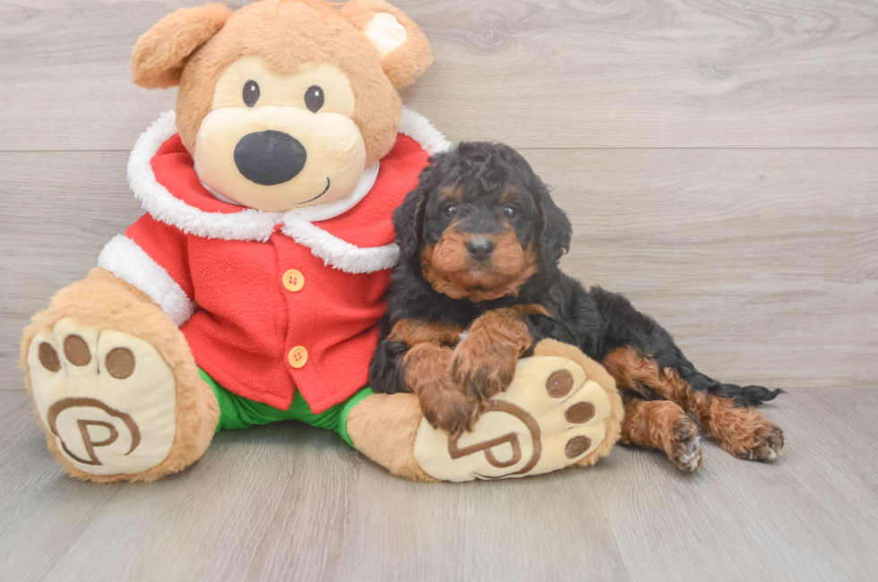 6 week old Mini Bernedoodle Puppy For Sale - Premier Pups