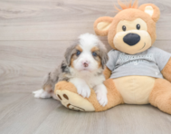 6 week old Mini Bernedoodle Puppy For Sale - Premier Pups