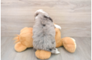 Best Mini Bernedoodle Baby