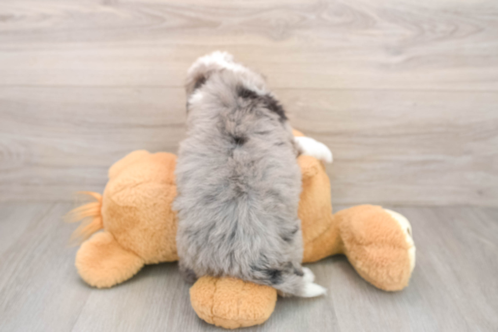 Best Mini Bernedoodle Baby