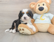 7 week old Mini Bernedoodle Puppy For Sale - Premier Pups