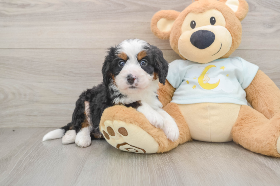 Happy Mini Bernedoodle Baby