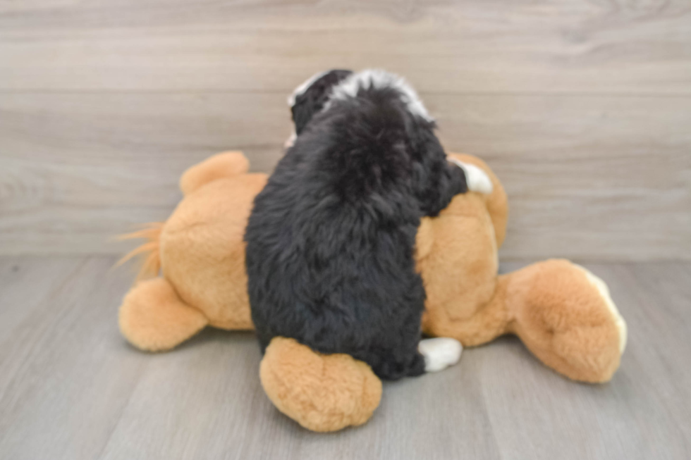 Best Mini Bernedoodle Baby