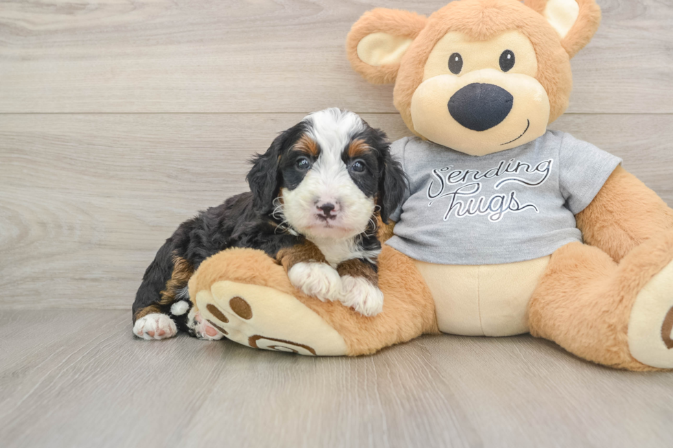 Energetic Mini Bernese Poodle Poodle Mix Puppy