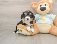 5 week old Mini Bernedoodle Puppy For Sale - Premier Pups