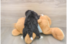 Best Mini Bernedoodle Baby