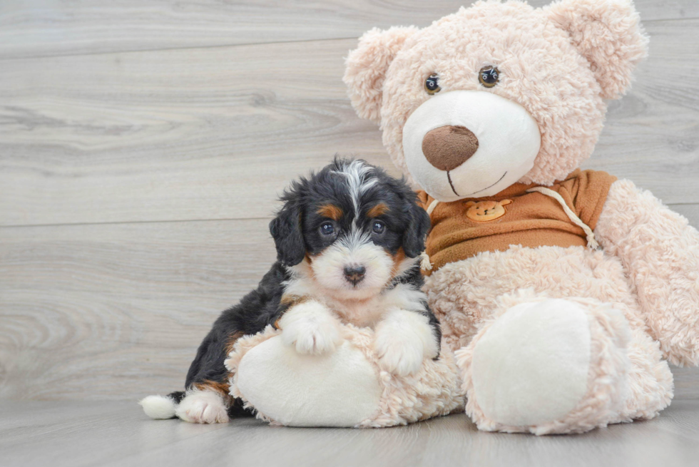 Best Mini Bernedoodle Baby