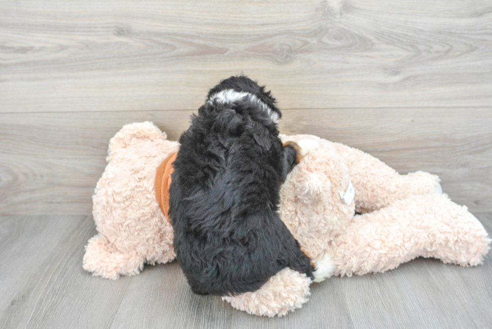 Mini Bernedoodle Pup Being Cute