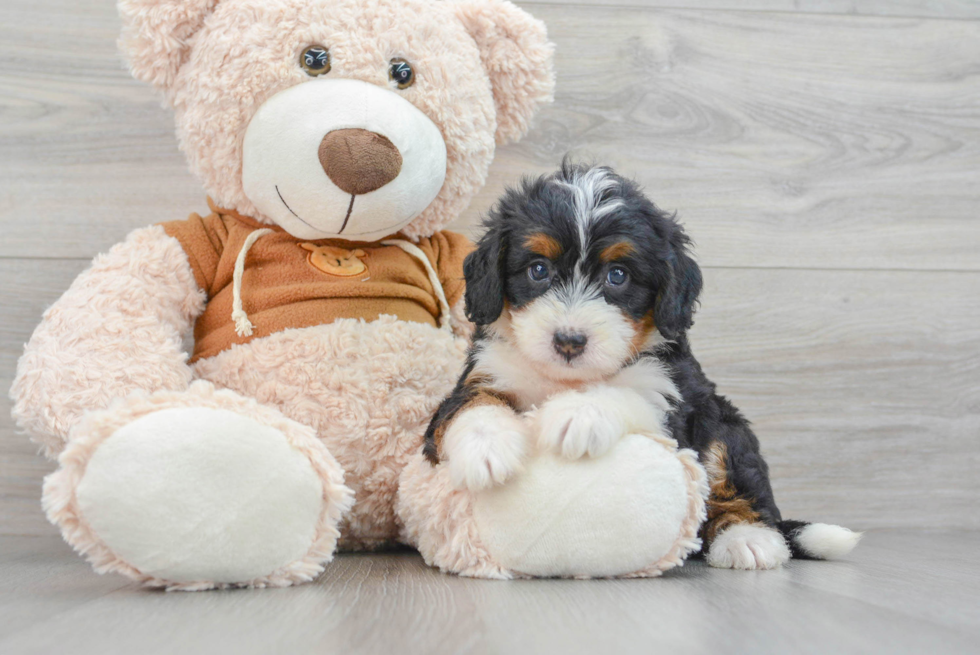 Best Mini Bernedoodle Baby