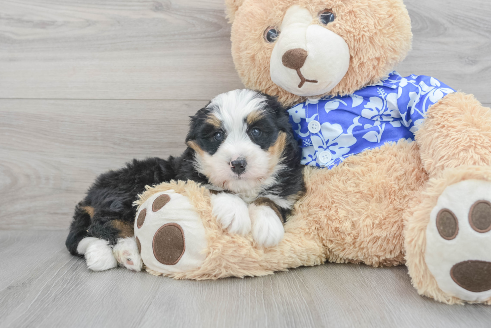 Mini Bernedoodle Puppy for Adoption