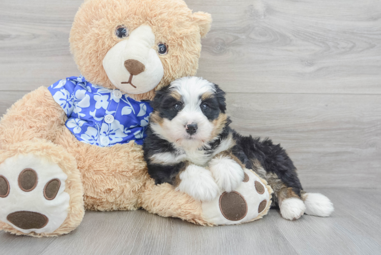 Sweet Mini Bernedoodle Baby