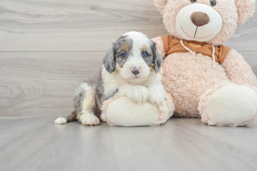 Smart Mini Bernedoodle Poodle Mix Pup