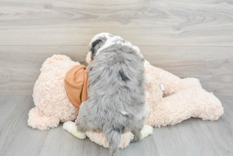 Best Mini Bernedoodle Baby