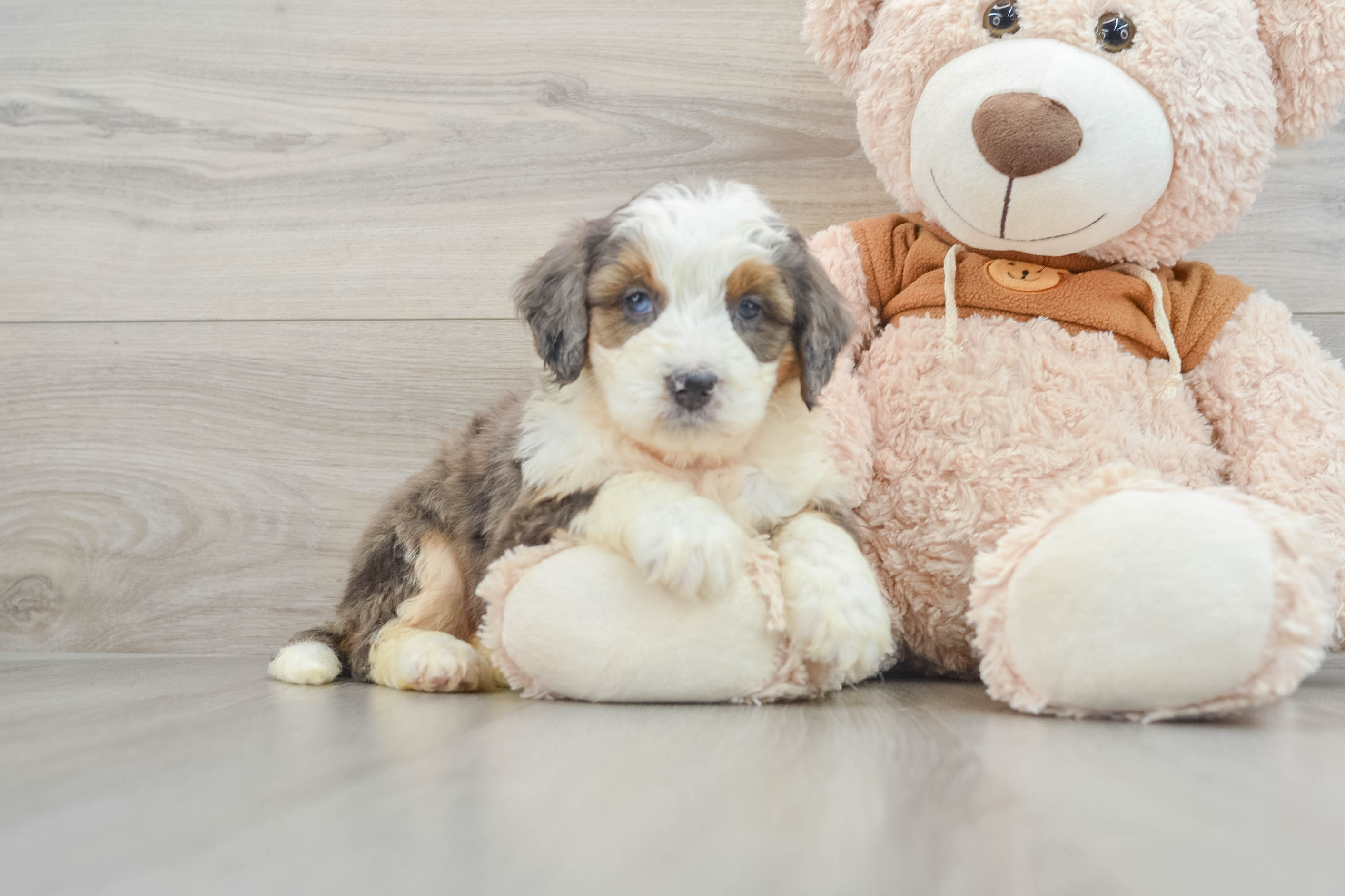 Mini Bernedoodle Pup Being Cute