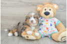 Happy Mini Bernedoodle Baby