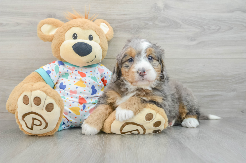 6 week old Mini Bernedoodle Puppy For Sale - Premier Pups