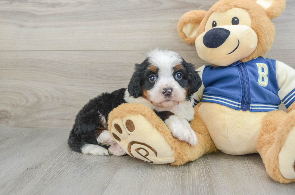 6 week old Mini Bernedoodle Puppy For Sale - Premier Pups