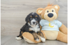 Mini Bernedoodle Pup Being Cute