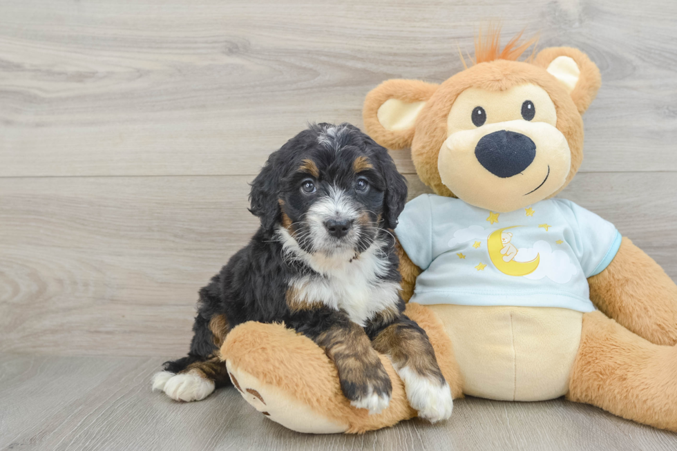 Mini Bernedoodle Pup Being Cute