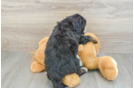 Energetic Mini Bernese Poodle Poodle Mix Puppy