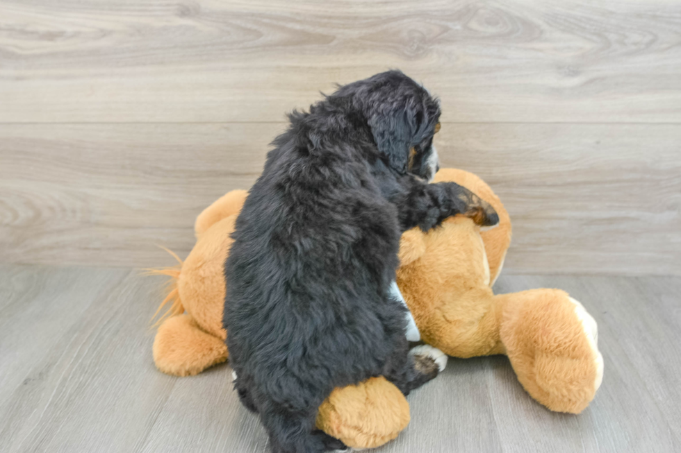 Energetic Mini Bernese Poodle Poodle Mix Puppy