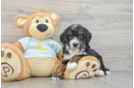 Hypoallergenic Mini Bernepoo Poodle Mix Puppy