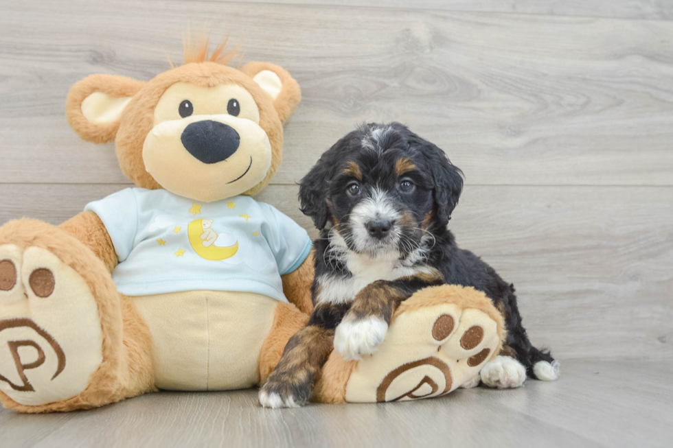 Hypoallergenic Mini Bernepoo Poodle Mix Puppy