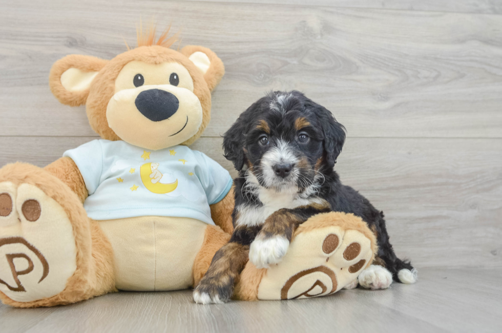 5 week old Mini Bernedoodle Puppy For Sale - Premier Pups