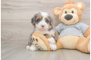 Popular Mini Bernedoodle Poodle Mix Pup