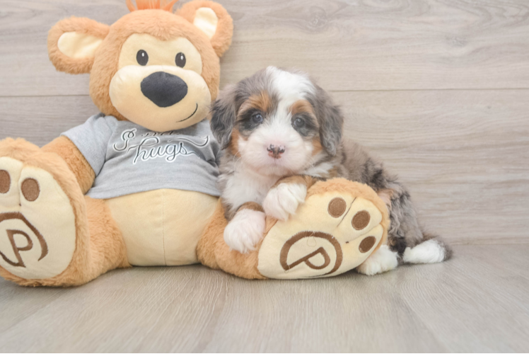 Funny Mini Bernedoodle Poodle Mix Pup