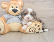 5 week old Mini Bernedoodle Puppy For Sale - Premier Pups