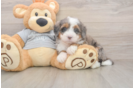Funny Mini Bernedoodle Poodle Mix Pup