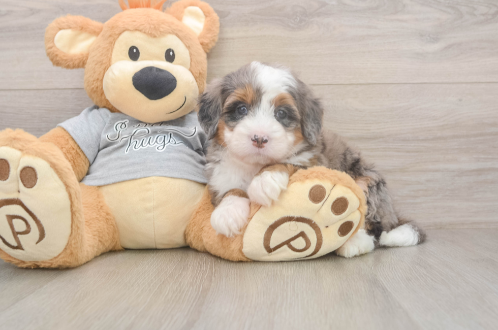 5 week old Mini Bernedoodle Puppy For Sale - Premier Pups