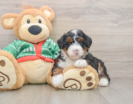 6 week old Mini Bernedoodle Puppy For Sale - Premier Pups