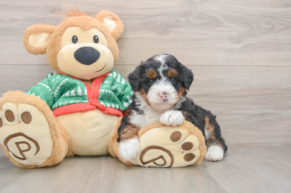 5 week old Mini Bernedoodle Puppy For Sale - Premier Pups